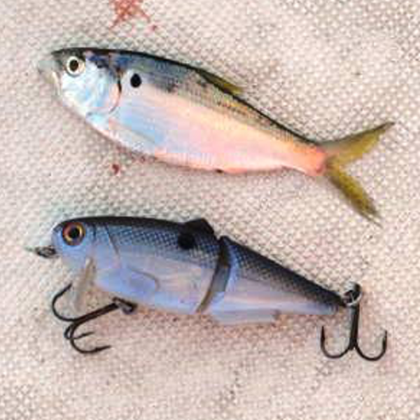 Lure of the Month: Got Stryper baits