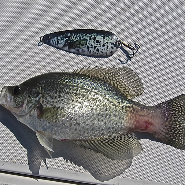 Crappie color flutter spoon for freshwater striper fishing.